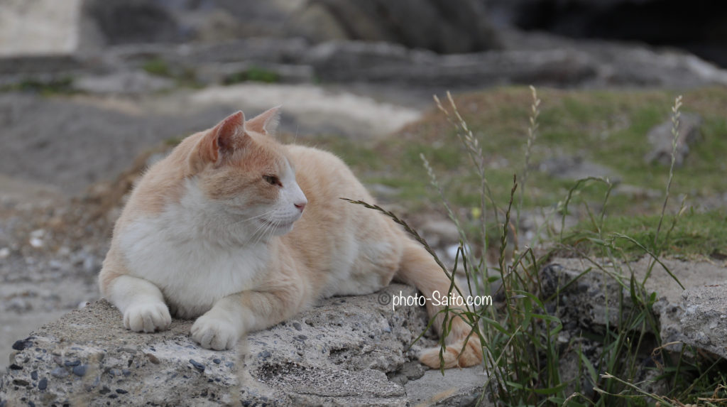 城ヶ島海岸の猫